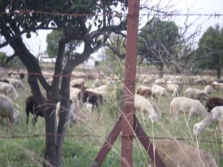 Ovelles pasturant als camps de La Galerota